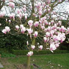 Tulpen Magnolie   Magnolia soulangeana Pflanze im 9 cm Topf Frühlingsblüher
