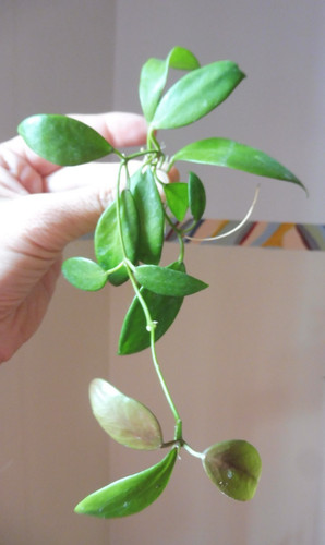 Langer ableger hoya - 🌷langer,