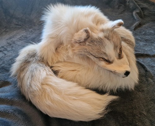 Fuchs fell taxidermie - fuchs,
