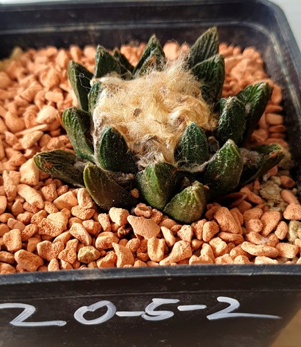 Ariocarpus scaphirostris