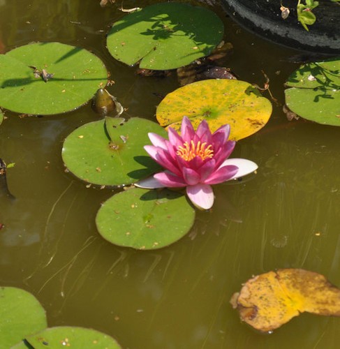 Seerose attraction nymphaea - seerose,