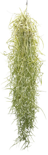 Tillandsia usneoides 60 - tillandsia,