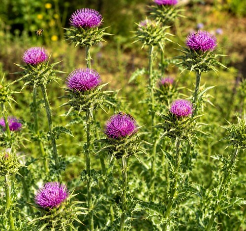 Mariendistel milk thistle - milk,
