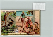 10184815 - Giftschlangen, Cobra u. Riesenhutschlange, Schlangenbeschwoerer,
