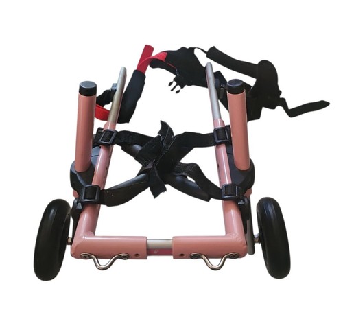Pet dog rehabilitation walking - pet,