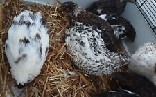 Bruteier von Getupften