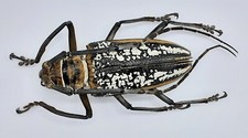 Cerambycidae, Batocera