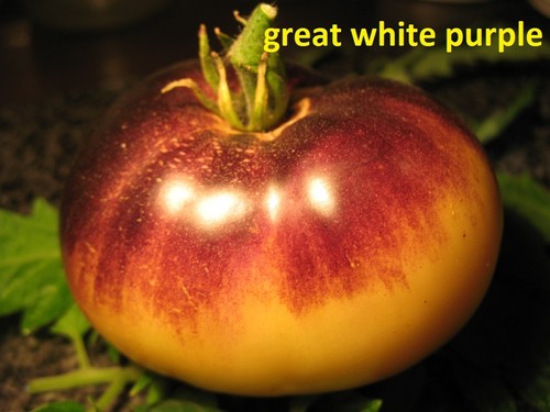 Tomaten bio saatgut samen - samen,