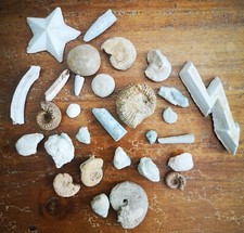 28 Fossilien Versteinerte