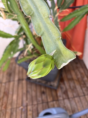 Drachenfrucht ableger - drachenfrucht,