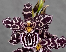 Odontoglossum Black Tiger kräftige Pflanze Orchidee Orchideen Phalaenopsis