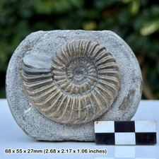 Caenisiten Fossil Ammonit Blue