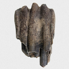 Fossil Wildpferd Backenzahn
