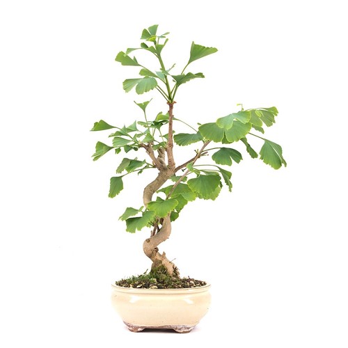 Bonsai ginkgo biloba - bonsai, biloba'
