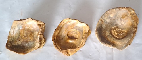 Nachlass große sammlung - nachlass.große, mit