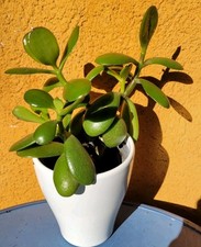 Crassula Ovata 12cm Bonsai Geldbaum Bio Affenbrotbaum mit Übertopf 