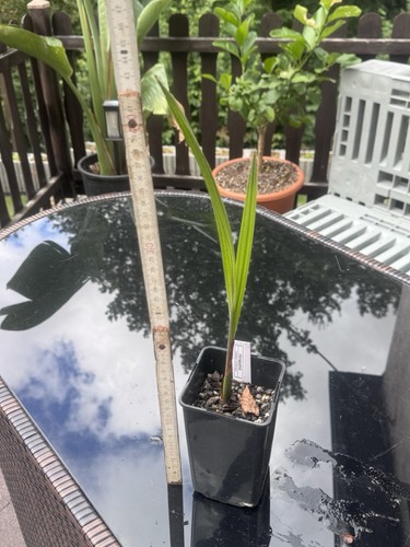 Jubaea chilensis honigpalme - chilensis,