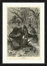 Der Gorilla Tiere Urwald F. Specht Bäume Affen Ananas Palme  Faksimile_A 0195