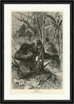 Der gorilla tiere - gorilla, urwald