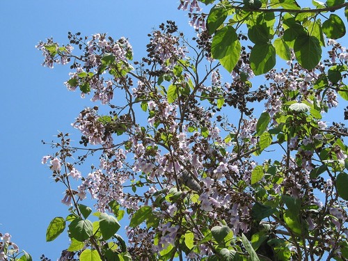 Blauglockenbaum paulownia - blauglockenbaum,