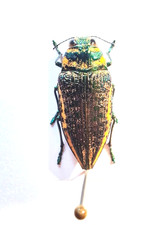 Buprestidae Lampetis torquata