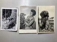 ~ 1950 3x altes Foto Dackel