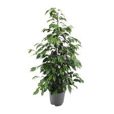 Ficus benjamina Danielle –