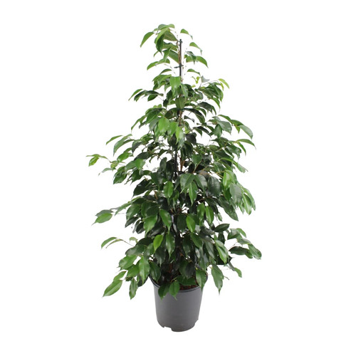 Ficus benjamina danielle - ficus,