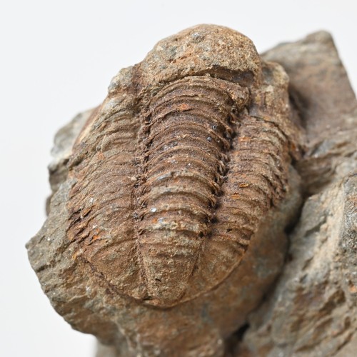 Devon trilobit gerastos - trilobit,