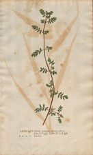 Tribulus terrestris Burzeldorn