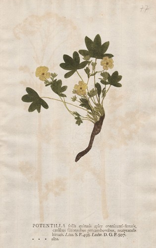 Potentilla cinquefoils
