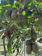 50+ Hardy Red Kiwi Seeds