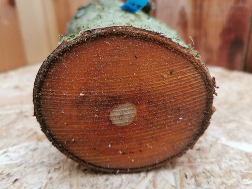 Pflaume drechselholz 5 - pflaume,