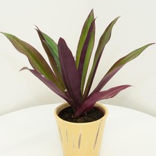 Rhoeo "Tradescantia spathacea
