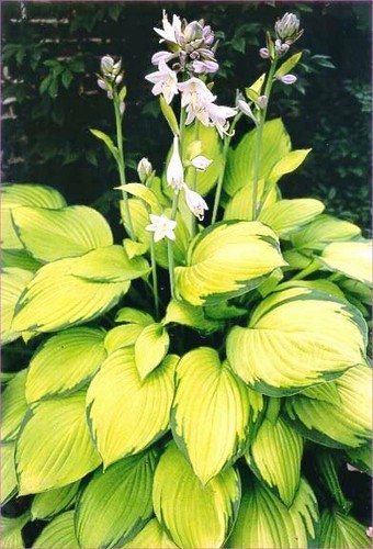 Große pflanze goldblatt - große,
