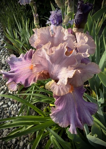 Schwertlilie iris - iris, “