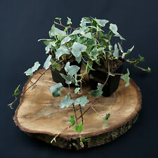 weißgrüner Efeu Hedera Glacier schnellwachsende Bodendecker und Kletterpflanze