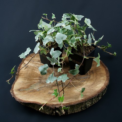 Weißgrüner efeu hedera - weißgrüner,
