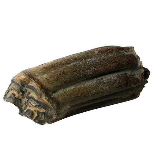 Wildpferd fossiler