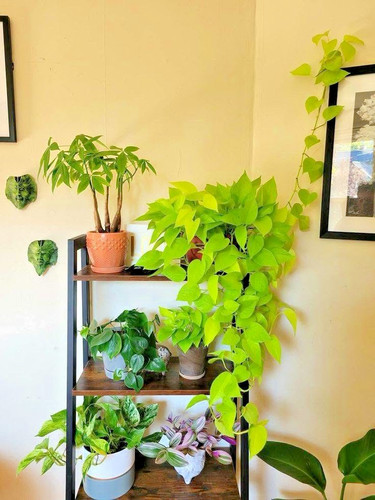 Efeutute epipremnum pinnatum - -,