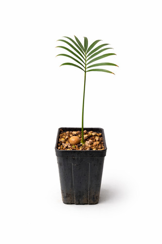 Cycas laotica laotische - cycas,