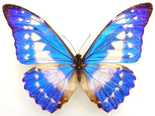 Morpho cypris bugaba male - cypris,