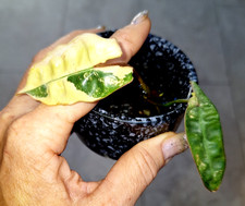 Philodendron Billietiae  variegata Ableger # nicht  monstera-caramel-ilsemanii