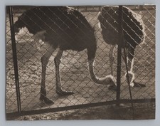 Hamburg 1953 - Zoo Hagenbeck