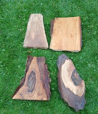 4 Stück Nussbaum WALNUSS