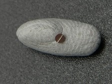 #1064 ORIGINAL CARTIER 187906 PANTHERE COUGAR CAL. 87 WERKHALTESCHRAUBE