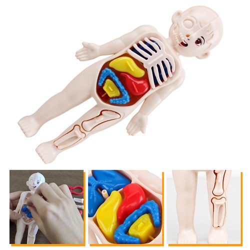 Menschliche organe modell - menschliche,