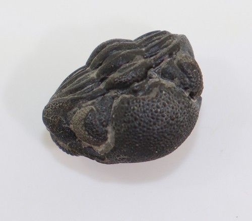 Trilobit eldredgeops - trilobit,,