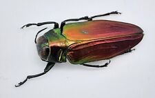 Buprestidae, Belionota tricolor, A1-, 20 mm, Halmahera, #BP109