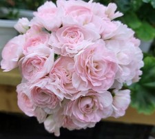 Pelargonie  "TA EMMANUEL"